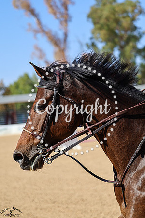 Pellegrino_51_(1026)_20241016_0076