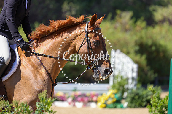 Ned_Devine_(1244)_20250723_0897