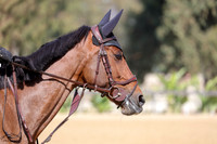 GANZ_BRAUN_VEC_(367)