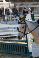 Jumping_Jack_Flash_(1421)_20230303_4988