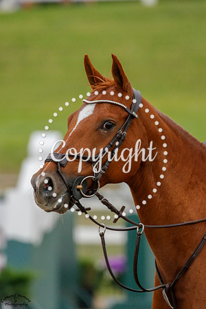 Rainland_Flurry_(202)_20210714_1645