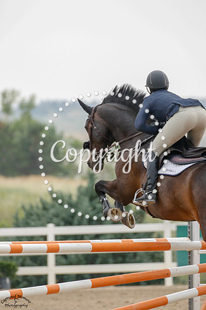 Ladybird_(164)_20210714_1351