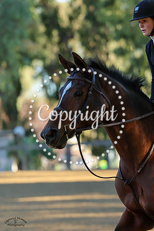 Avita_(1202)_20241010_3153