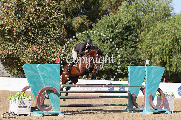 Chantilly_(1232)_20241019_0184