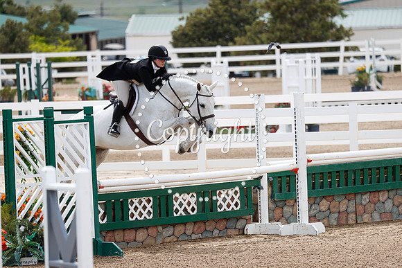 Silver_Oak_(179)_20250523_0674