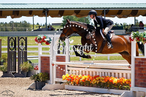 Amara_(1814)_20250620_0997