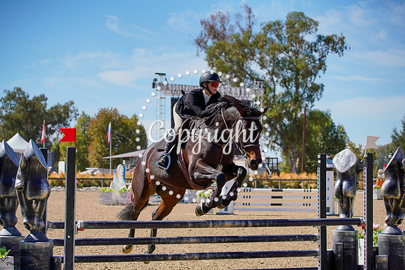 Cornet_Sapphire_(869)_20241011_0563