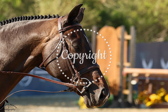Dauphin_(1170)_20250628_3302