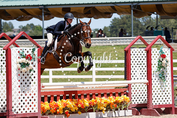 Amara_(1814)_20250621_4906